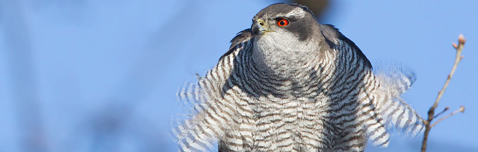 Vogel des Jahres NABU