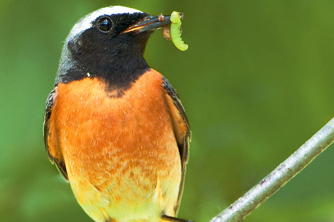 Gartenrotschwanz mit Raupe - Foto: Birdpictures/Rosl Rößner