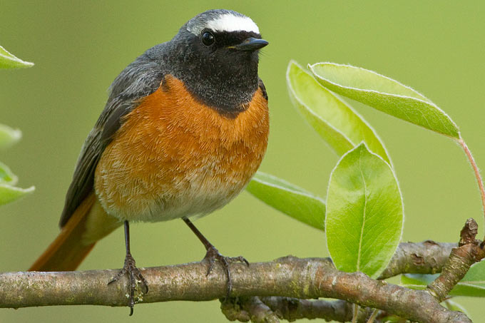 Gartenrotschwanz - Foto: Birdpictures/Rosl Rößner