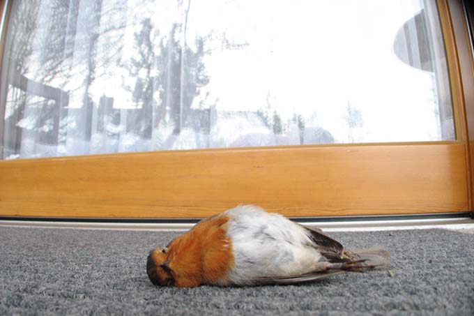 Neue Vogelschutzfolie SEEN für Fenster gegen Vogelschlag