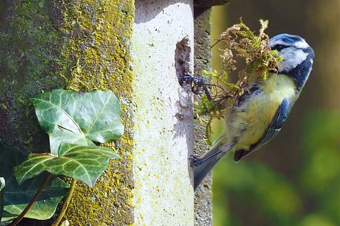 Blaumeise mit Nistmaterial - Foto: NABU/Tom Kanni