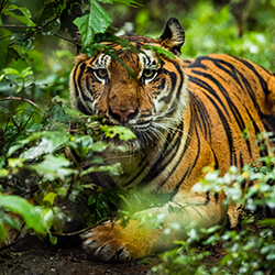 Sumatra-Tiger - Foto: sittitap/ stock.adobe.com