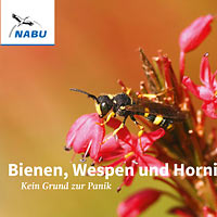 „Bienen, Wespen und Hornissen“ aus der Reihe „NABU aktiv“
