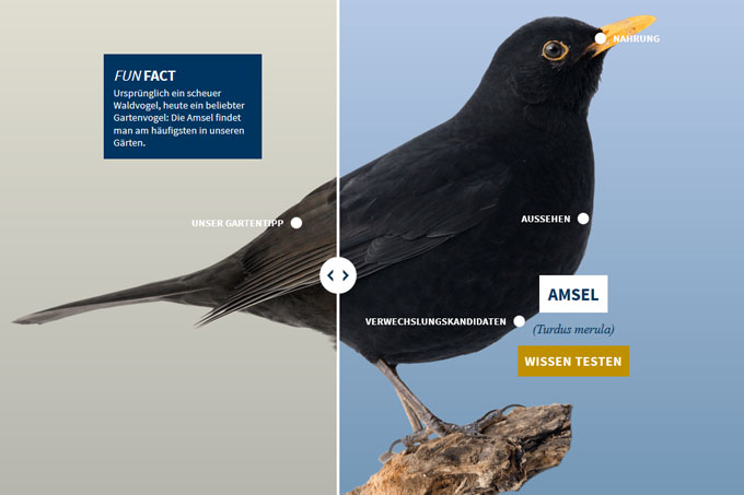 NABU-Vogeltrainer - amsel