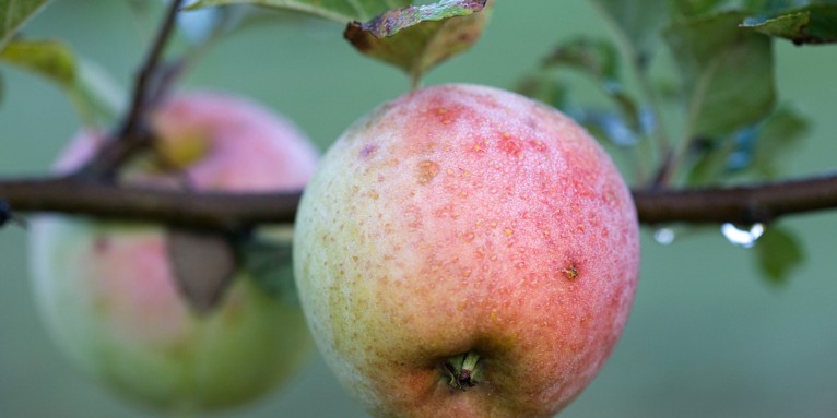 Apfel - Foto: Frank Derer