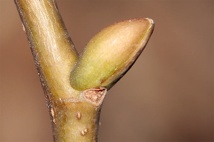 Sommerlindenknospe - Foto: Helge May