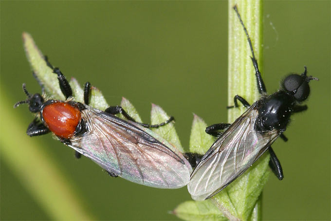 Gartenhaarmückenpaar - Foto: Helge May