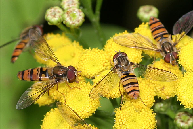 Hainschwebfliegen auf Rainfarn - Foto: Helge May