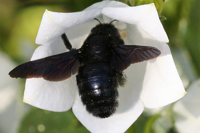 Blaue Holzbiene an Garten-Glockenblume - Foto: Helge May