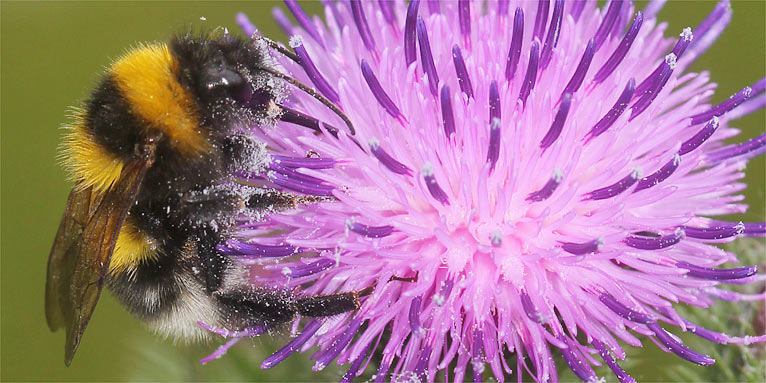 Erdhummel an Krauser Distel - Foto: Helge May