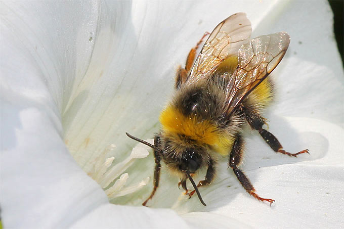 Hummel an Zaunwinde - Foto: Helge May