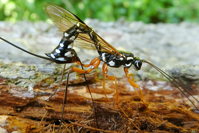 Riesenholzwespen-Schlupfwespe - Foto: Hans Prün/NABU-naturgucker.de