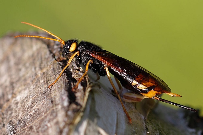 Riesenholzwespe - Foto: Andreas Schäfferling/Naturgucker.de