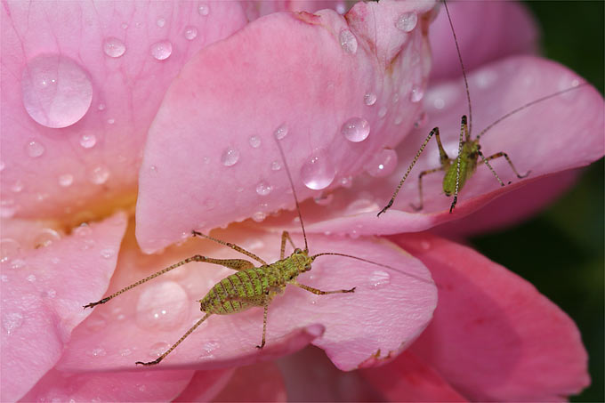 Sichelschreckenlarven an Gartenrose - Foto: Helge May