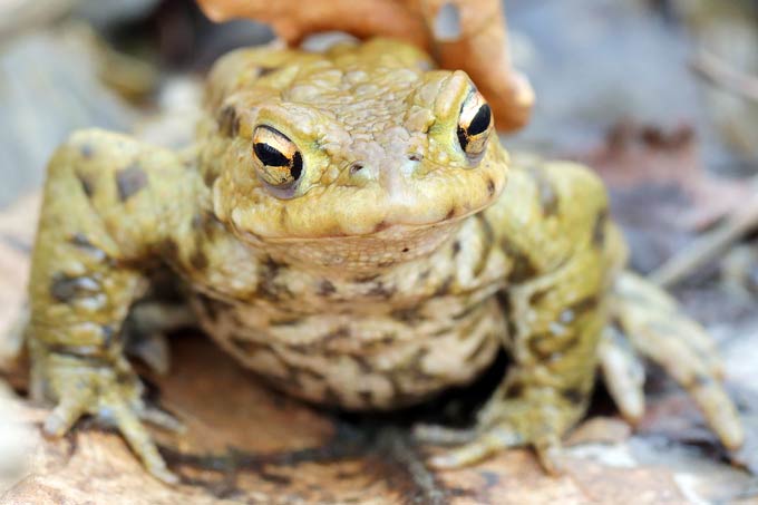 Erdkröte (Männchen) - Foto: Jens Winter/NABU-naturgucker.de