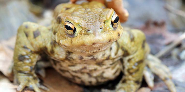 Erdkröte (Männchen) - Foto: Jens Winter/NABU-naturgucker.de