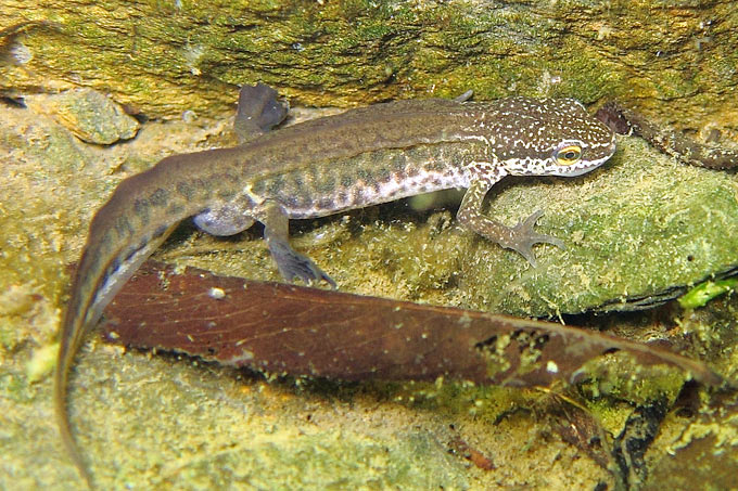 Fadenmolch in Wassertracht - Foto: Frank Klümper/NABU-naturgucker.de