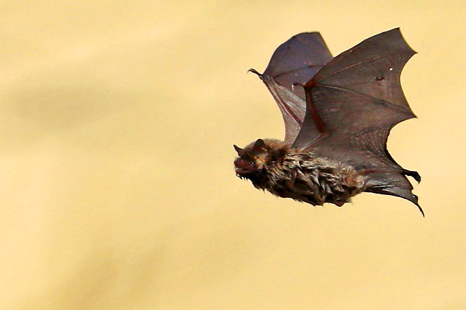 Fledermaus - Foto: Jürgen Podgorski/www.naturgucker.de