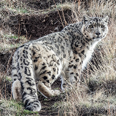 Snow Leopard - photo: NABU/Luciano Foglia
