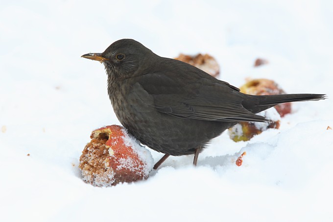 Amsel - Foto: Frank Derer