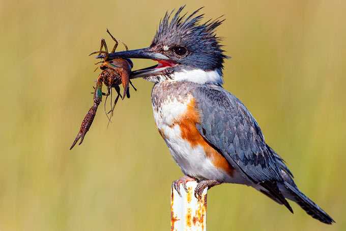 Gürtelfischer (Weibchen) - Foto: Horst Engler/www.naturgucker.de