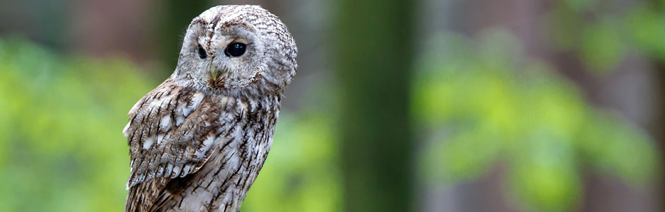 Vogel des Jahres NABU