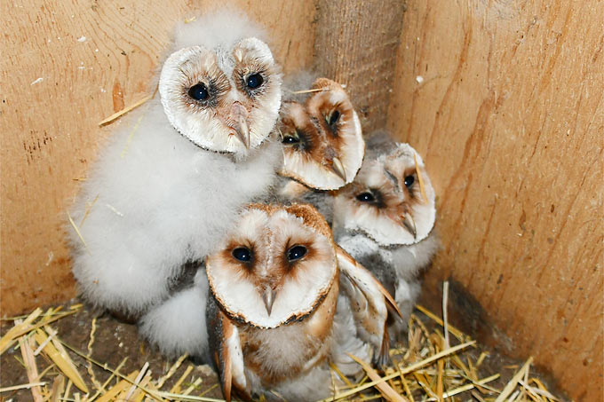 Junge Schleiereulen - Foto: Josef Alexander Wirth/NABU-naturgucker.de