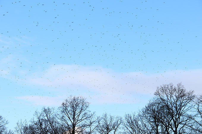 Bergfinken wurden dreimal so häufig gemeldet wie im Vorjahr: Im Winter gehen sie oft in riesigen Schwärmen auf Nahrungssuche - Foto: Maira Grote