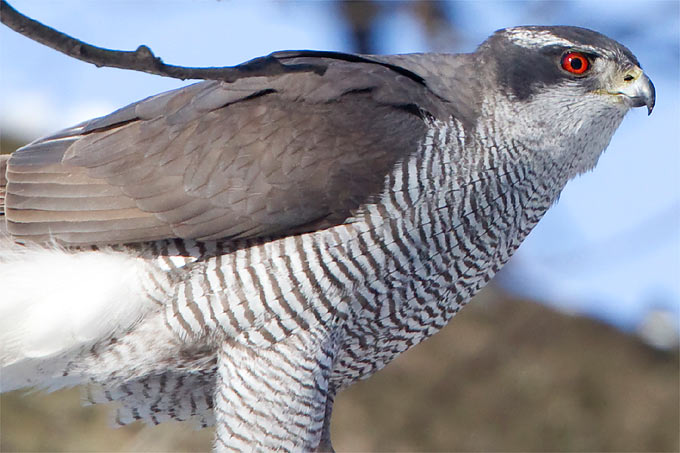 Greifvogel Weiter Illegal Verfolgt Nabu