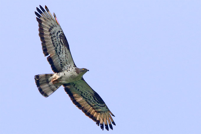 Wespenbussard - Foto: Frank Derer