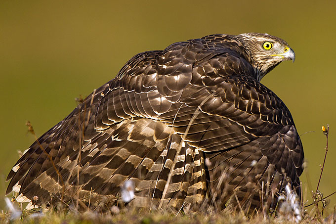 Habicht schirmt geschlagene Beute ab - Foto: Pröhl/fokus-natur.de