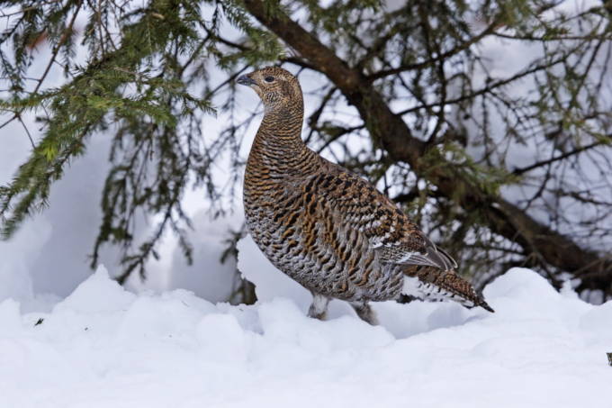 Birkhuhn wandert durch den Schnee - Foto: Marcus Bosch