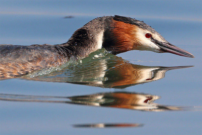 ... erbeuten Haubentaucher am liebsten kleine Fische. - Foto: Frank Derer