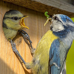 Blaumeisenfütterung am Nistkasten - Foto: Rita Priemer