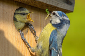 Blaumeisen an Nistkasten - Foto: Rita Priemer