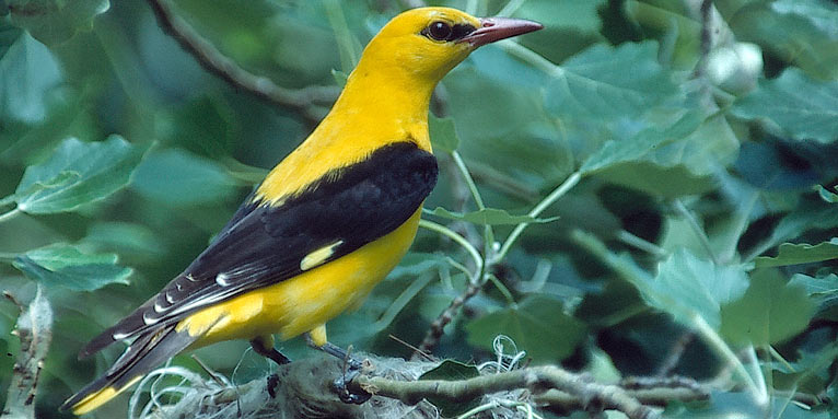 Vogelportrat Pirol Knallgelb Aber Gut Versteckt Nabu