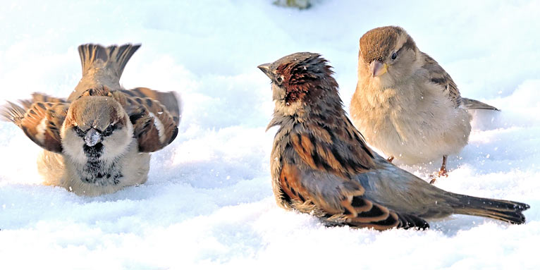 Haussperlinge beim Schneebad - Foto: Jutta Trentz/NABU-naturgucker.de