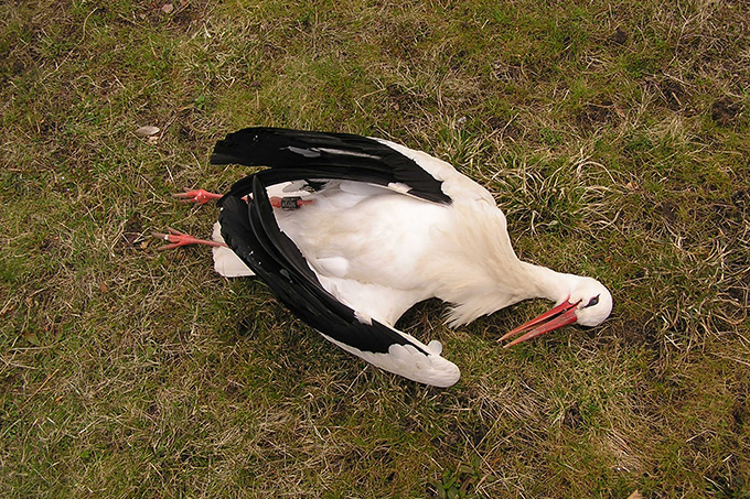 Toter Weißstorch - Foto: Winfried Boehmer