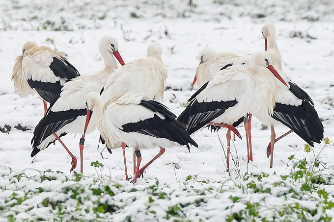 Weißstörche im Winter - Foto: Bernd Petri