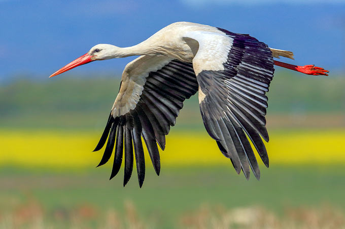 Der Weißstorch ist zurück - Foto: Manfred Vogt