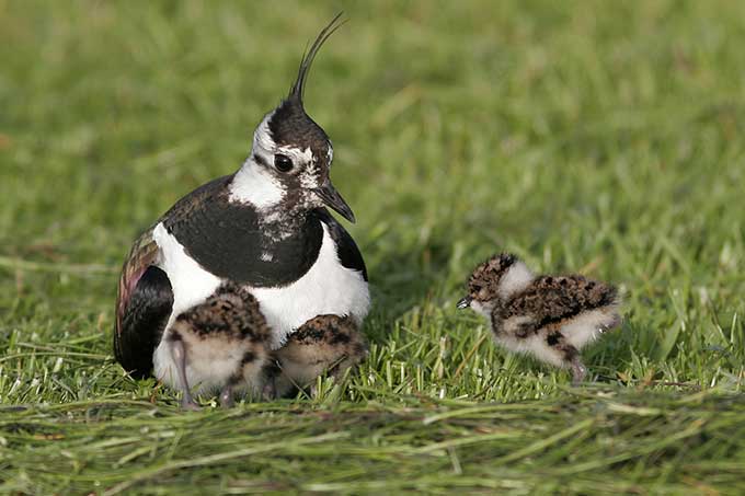 Kiebitz mit Küken - Foto: NABU/Thorsten Krüger