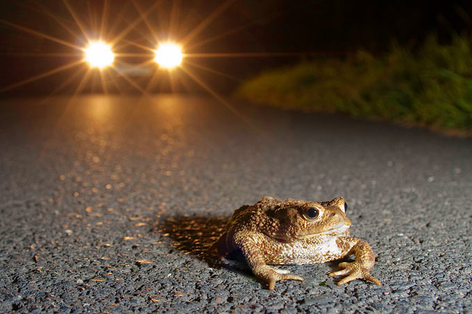 Erdkröte im Scheinwerferlicht - Foto: NABU/Jonathan Fieber (Pressefotokollektion „Krötenwanderung“)