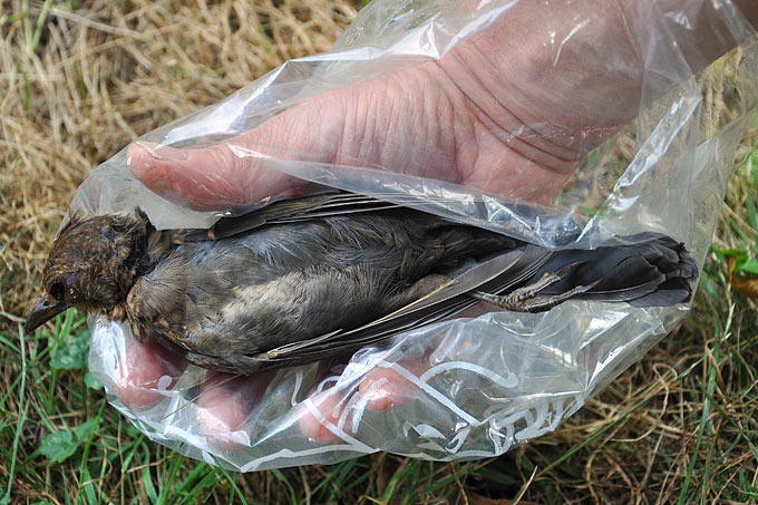 Bergung von toter Amsel mit Usutu-Verdacht - Foto: NABU/Stefan Bosch