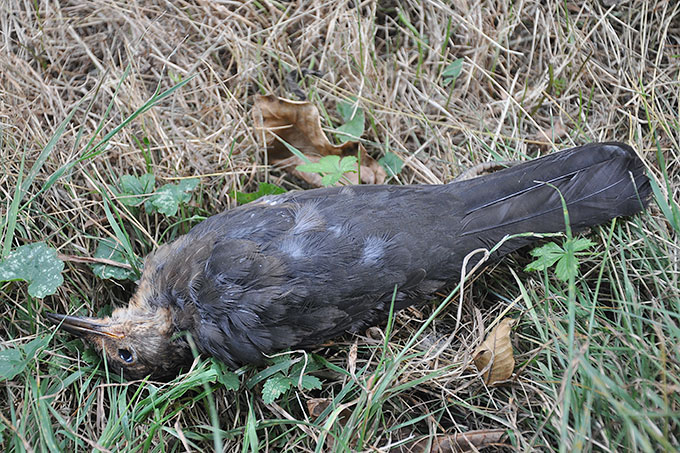 Amsel Von Katze Verletzt