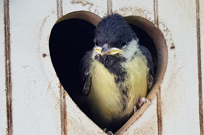 Junge Kohlmeise in Nistkasten - Foto: Birgitta Rehländer/NABU-naturgucker.de