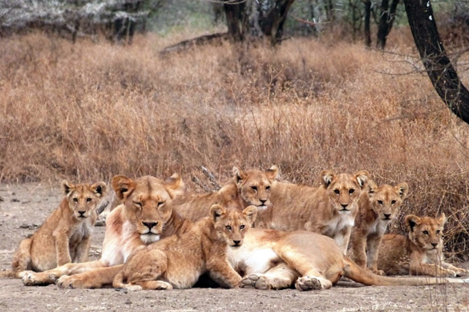 NABU International schützen Serengeti-Löwen -
