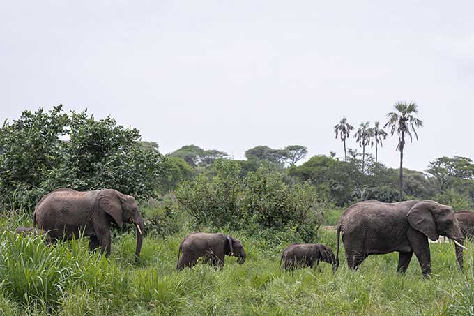 Elefantenherde im Tarangire-Nationalpark, Tansania - Foto: NABU/Marc Scharping