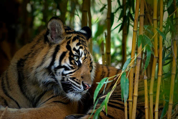 Sumatra-Tiger im Regenwald - Foto: Thomas Herzog