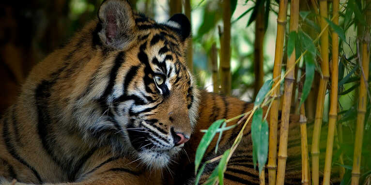 Sumatra-Tiger im Regenwald - Foto: Thomas Herzog