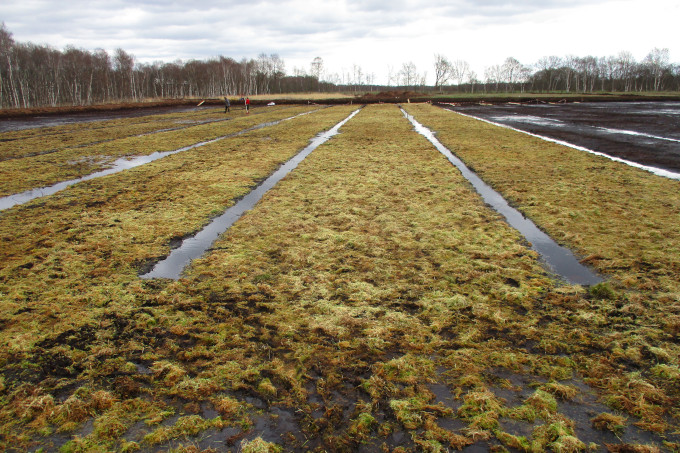 Eine Form der Paludikultur: Torfmoos auf einem Feld - Foto: CANAPE / Dr. Jens-Uwe Holthuis 